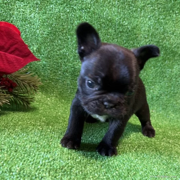 ID：2412-00039の子犬