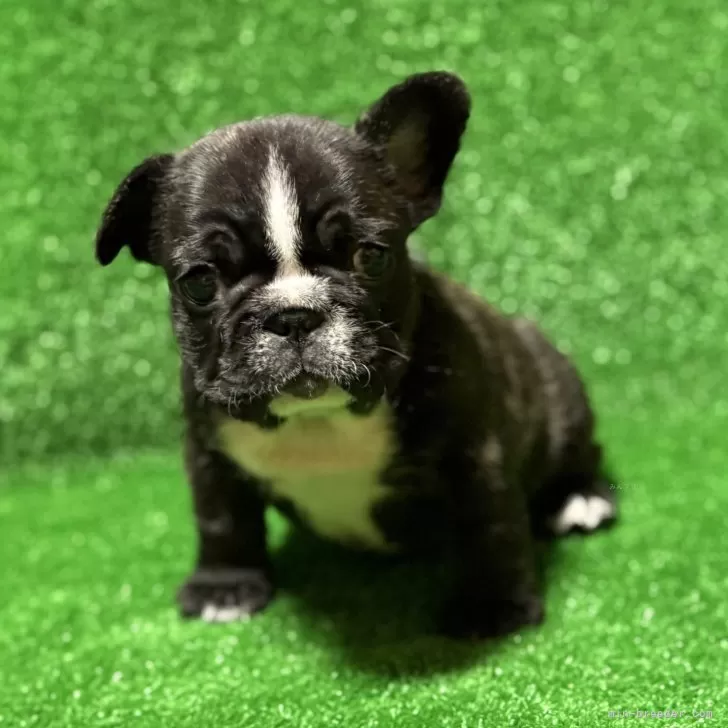 フレンチブルドッグ【愛媛県・男の子・2025年10月8日・ブリンドル&amp;ホワイト】の写真1「鼻筋の白がかわいい😍」