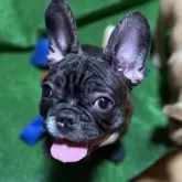フレンチブルドッグ
