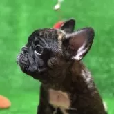 フレンチブルドッグ