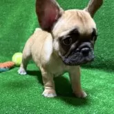 フレンチブルドッグ