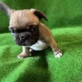 フレンチブルドッグ