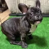 フレンチブルドッグ