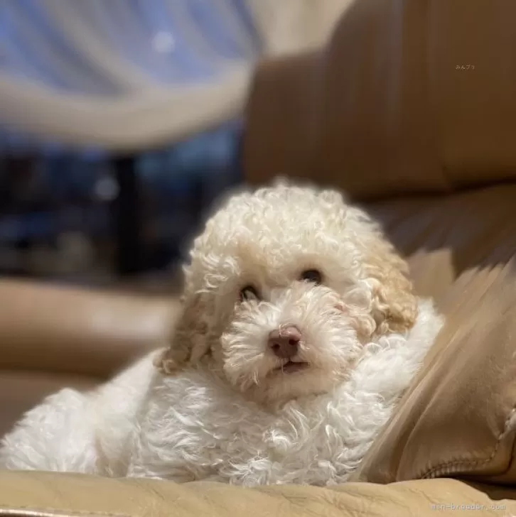 ID:2501-03494の子犬