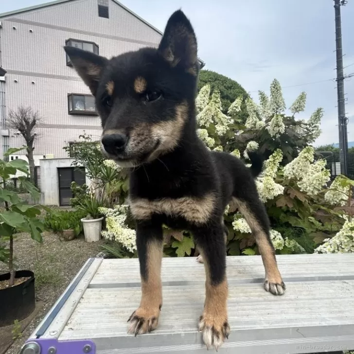 T.S 様のお迎えした子犬