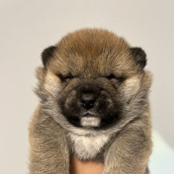 柴犬(標準サイズ)【山梨県・男の子・2025年10月25日・赤】の写真「ぽっちゃりです」