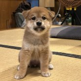 柴犬(標準サイズ)