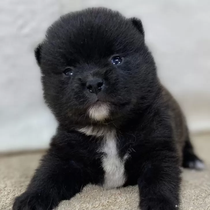 ID：2412-04157の子犬