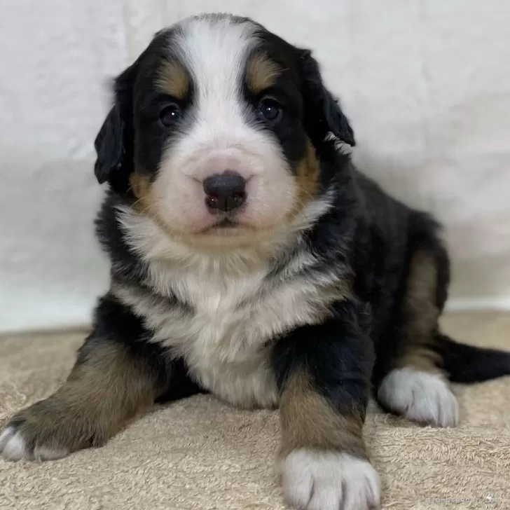 ID：2412-05396の子犬