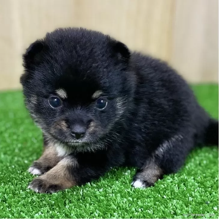 豆柴こむぎ 様のお迎えした子犬