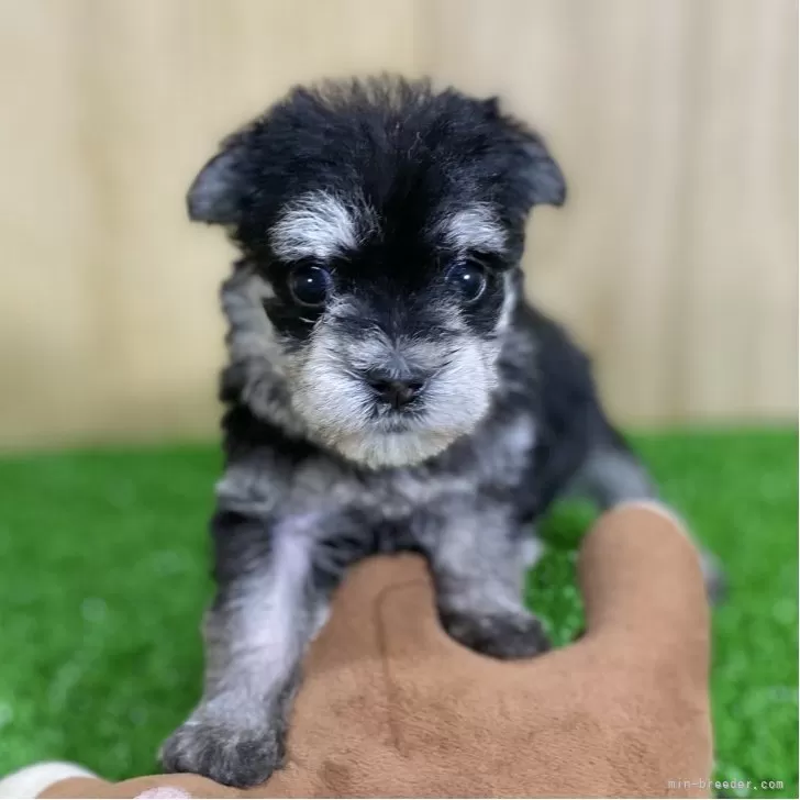 ID：2509-03701の子犬