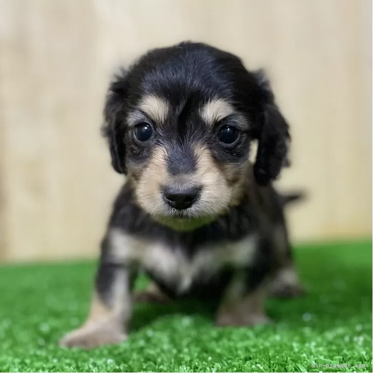 ID：2507-06257の子犬