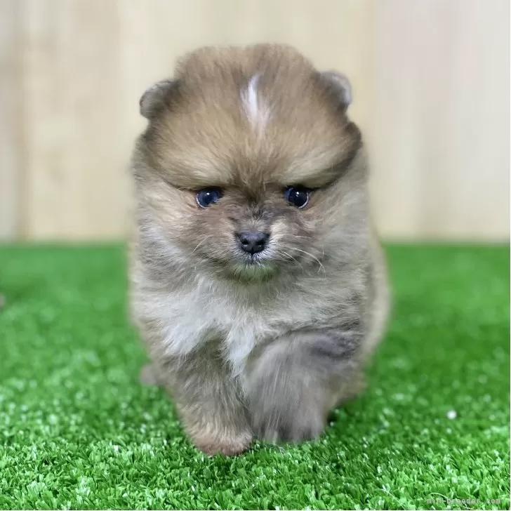 ID:2507-07175の子犬
