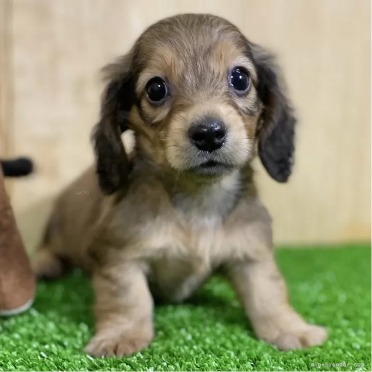 ID：2506-04385の子犬