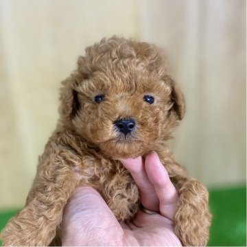 トイプードル(トイ)【長野県・男の子・2025年9月29日・レッドフォーン】の写真「人懐っこいお顔のとっても可愛い子✨」