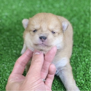 ポメ柴(ポメラニアン×豆柴)【長野県・女の子・2025年10月28日・レッド&ホワイト】の写真「まんまるお顔のとっても可愛い子💕」