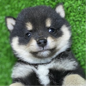柴犬(豆柴)【長野県・男の子・2025年4月1日・黒】の写真「お顔がまんまるなとっても可愛い男の子✨」