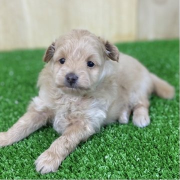 マルプー(マルチーズ×トイプードル)【長野県・女の子・2025年8月19日・クリーム】の写真「もふもふでとってもお顔が可愛い女の子💕」