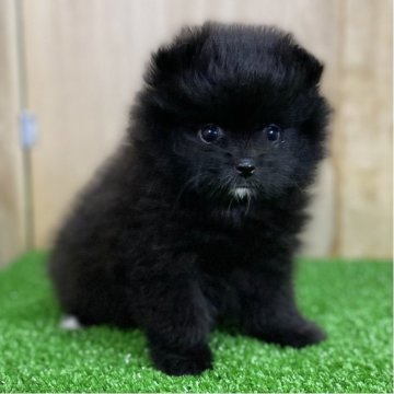 ポメラニアン【長野県・女の子・2025年7月31日・ブラック】の写真「お顔の可愛い女の子💕足先と顎に少しホワイト✨」