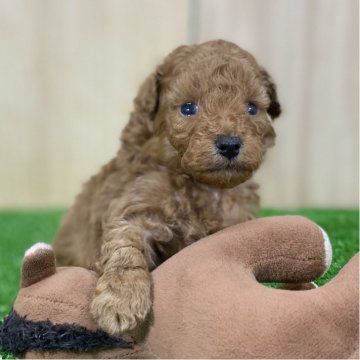 トイプードル(トイ)【長野県・男の子・2025年9月29日・レッドフォーン】の写真「お顔のとっても可愛い男の子🐶」