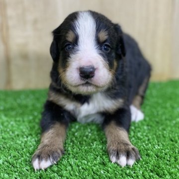 バーニーズ・マウンテン・ドッグ【長野県・男の子・2025年1月21日・ブラックラスト&ホワイト】の写真「お顔の可愛い人懐っこい男の子✨」