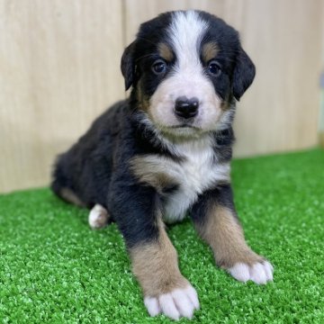 バーニーズ・マウンテン・ドッグ【長野県・男の子・2025年1月21日・ブラックラスト&ホワイト】の写真「お顔のとっても可愛いむちむち君🐶」