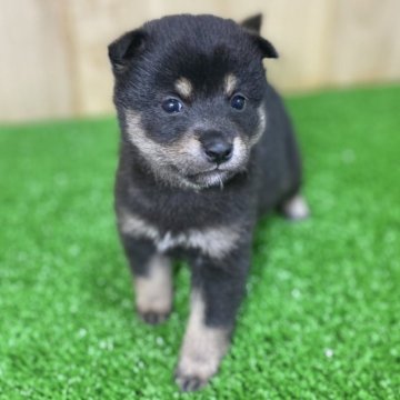 柴犬(豆柴)【長野県・女の子・2025年3月15日・黒】の写真「お顔がとっても可愛い女の子💕」