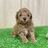 トイプードル(トイ)