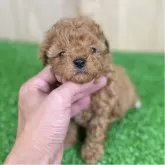 トイプードル(トイ)