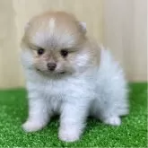 ポメラニアン