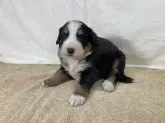 バーニーズ・マウンテン・ドッグ【長野県・男の子・2024年11月12日・ブラックラスト&ホワイト】の写真3