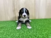 バーニーズ・マウンテン・ドッグ【長野県・女の子・2025年1月5日・ブラックラスト&ホワイト】の写真3