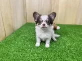 チワワ(ロング)【長野県・女の子・2025年5月24日・チョコレートタン&ホワイト】の写真6