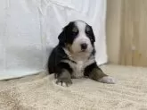バーニーズ・マウンテン・ドッグ【長野県・男の子・2024年11月12日・ブラックラスト&ホワイト】の写真6