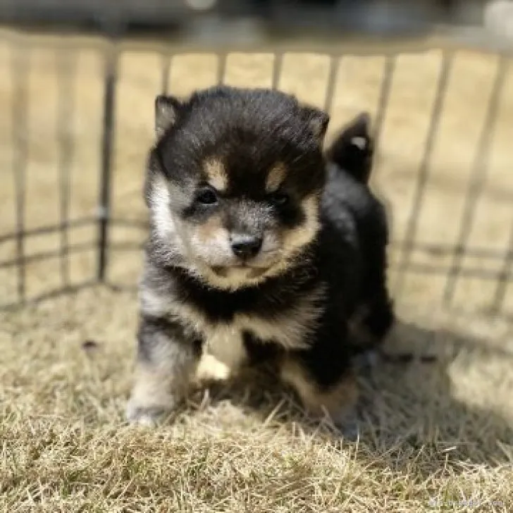 ID:2304-01360の子犬