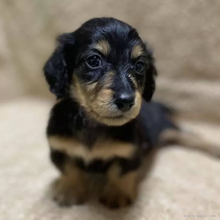 ID：2408-06767の子犬