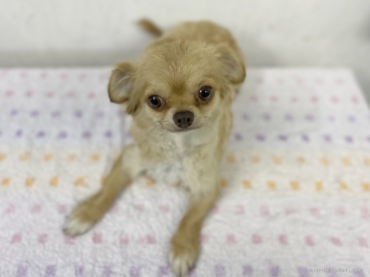 チワワ(ロング)【・女の子・2022年6月7日・ホワイト&amp;レッド】