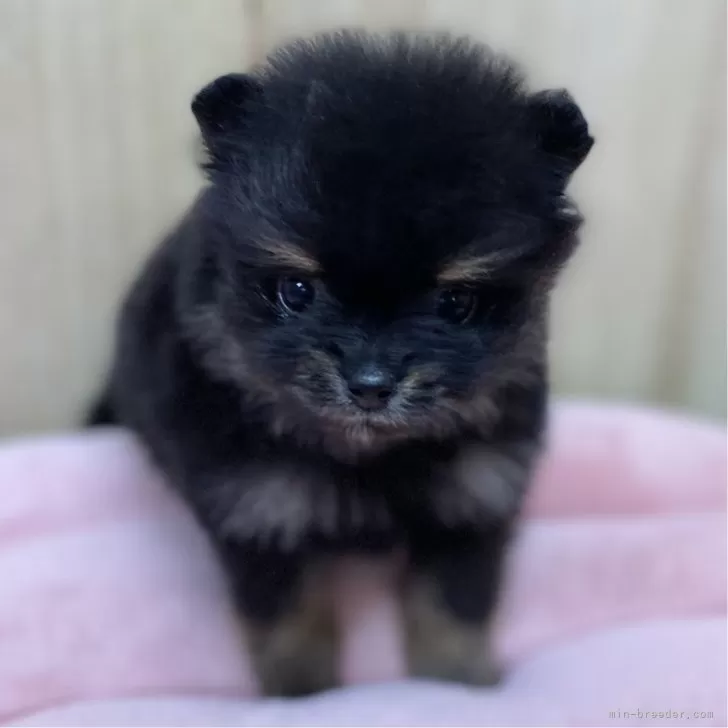 ID：2402-03042の子犬