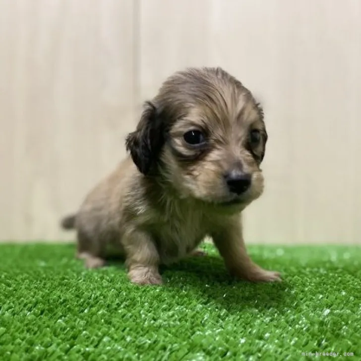 ID:2301-04305の子犬