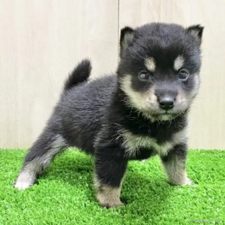 ID：2307-03912の子犬