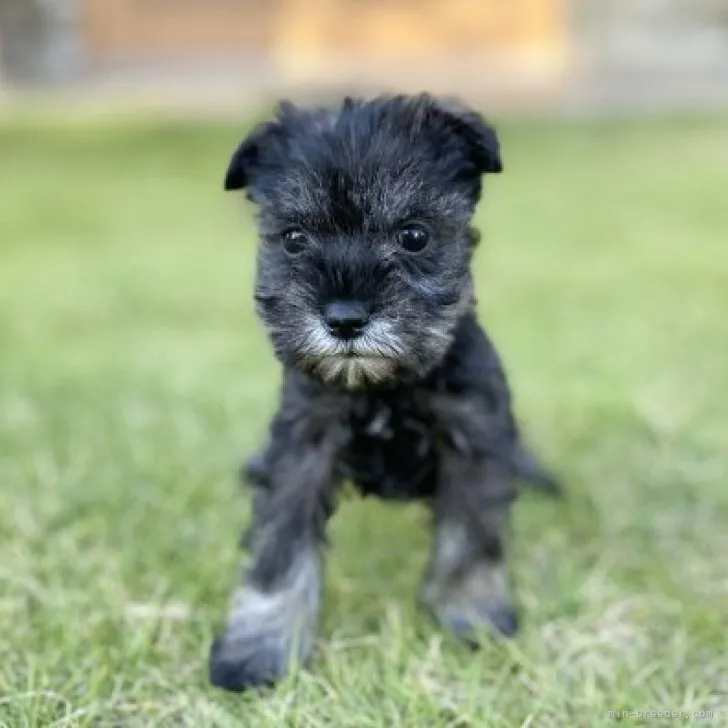 ID：2310-02653の子犬