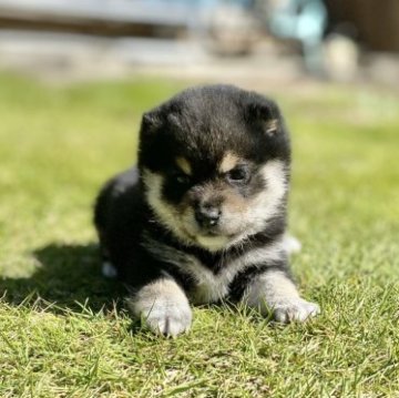柴犬(豆柴)【長野県・男の子・2023年9月9日・黒】の写真「とっても人懐っこい元気な男の子！」