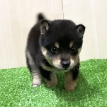 柴犬(豆柴)【長野県・男の子・2022年11月22日・黒】の写真「とっても人懐っこい元気いっぱい男の子！」