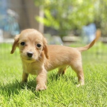 カニンヘンダックスフンド(ロング)【長野県・女の子・2023年7月11日・ゴールド】の写真「人懐っこくて可愛い女の子！
両親遺伝子クリアです」
