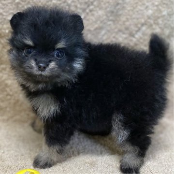ポメラニアン【長野県・女の子・2024年6月11日・ブラック&タン】の写真「とっても元気で可愛いもふもふ女の子！」