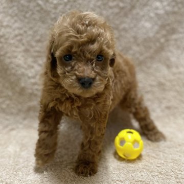 トイプードル(トイ)【長野県・男の子・2024年7月7日・レッドタビー】の写真「ナチュラルテールの元気で可愛い男の子！」