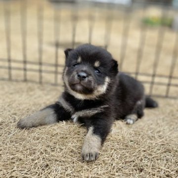 柴犬(豆柴)【長野県・男の子・2023年2月14日・黒】の写真「とっても元気で可愛い男の子！」