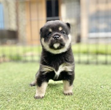 柴犬(豆柴)【長野県・女の子・2023年8月19日・黒】の写真「とっても元気で人懐っこい女の子！」