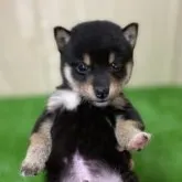 豆柴【長野県・男の子・2022年11月22日・黒】の写真1