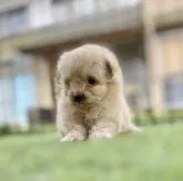 ミックス(ポメラニアン×プードル)【長野県・女の子・2023年6月27日・クリーム】の写真3